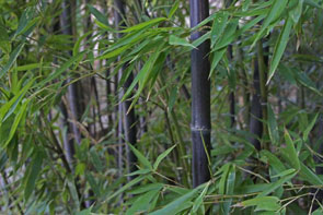 Bambú negro (Patronato de la Alhambra y el Generalife)