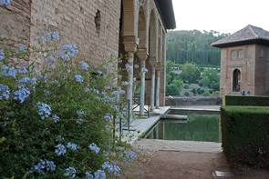 Planta del mes (Patronato de la Alhambra y Generalife)