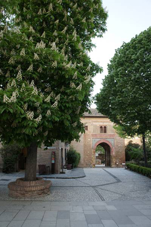 Castaño de Indias en la Alhambra (Patronato de la Alhambra)