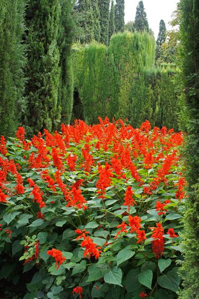 Planta del Mes (Patronato de la Alhambra y Generalife)